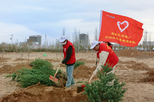 圖為該廠志愿者種植云杉幼苗